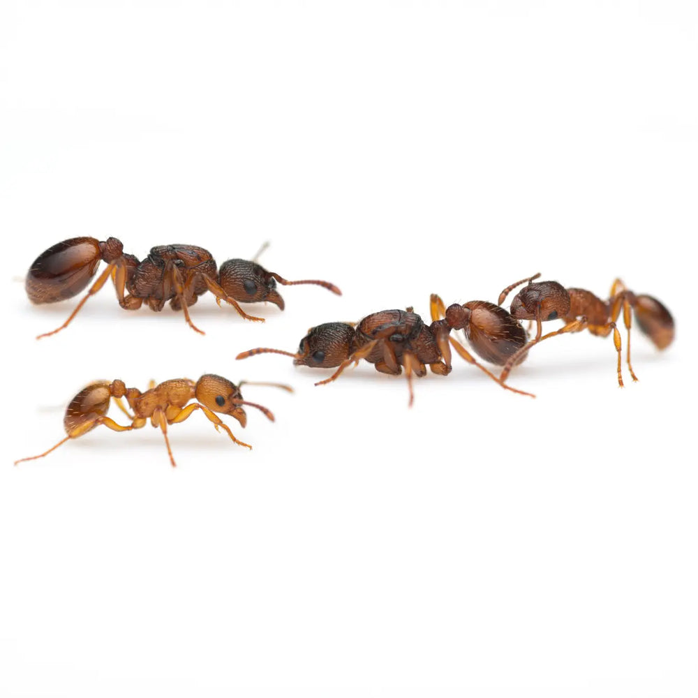 Myrmica rubra ants photographed on a white background