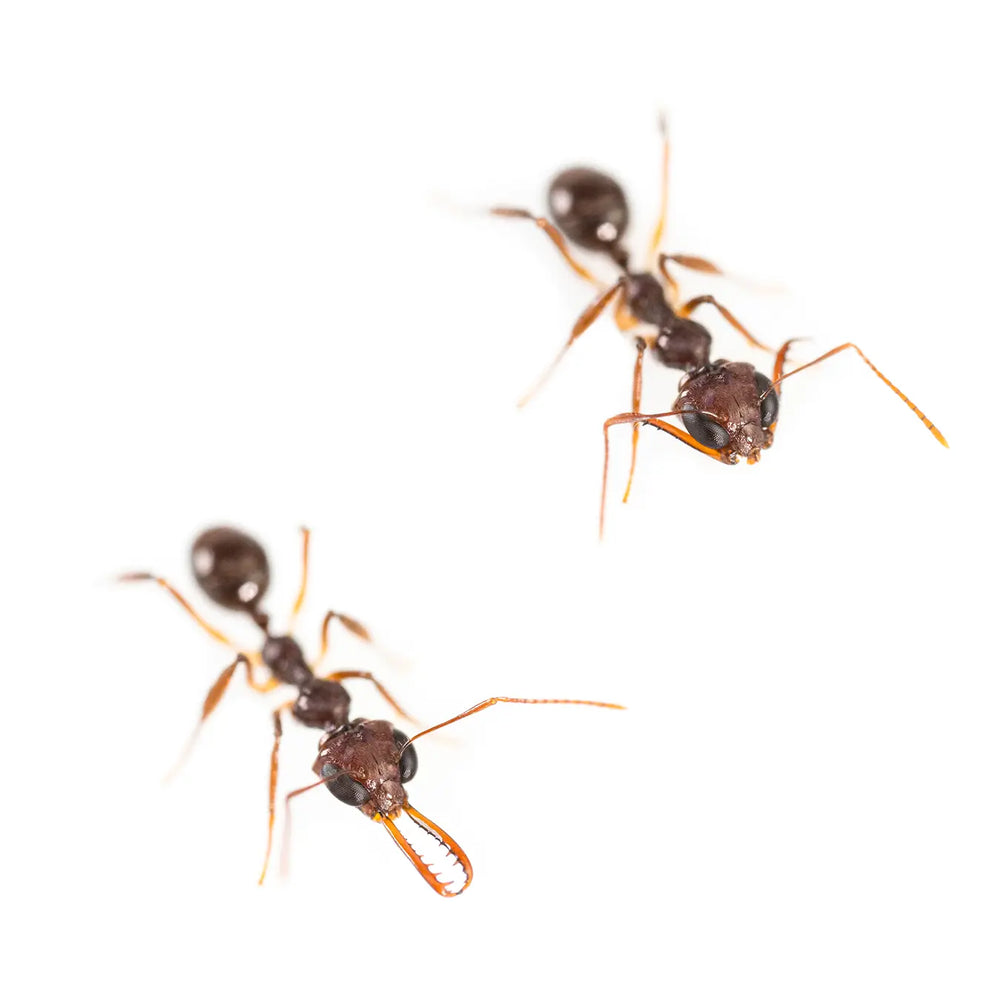 Myrmoteras binghamii ants photographed on a white background