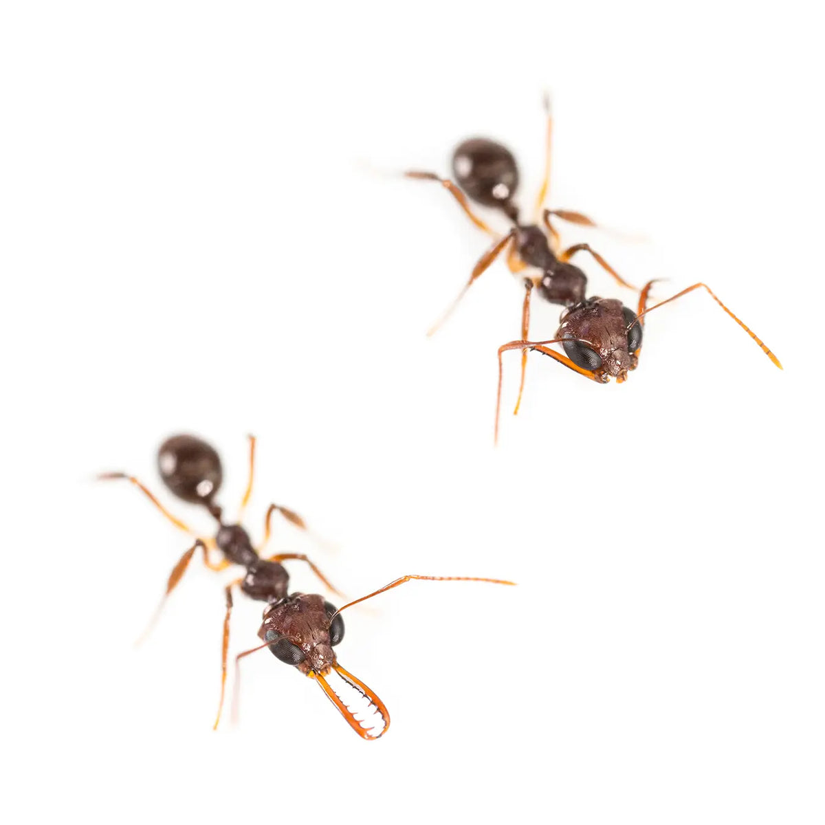 Myrmoteras binghamii ants photographed on a white background