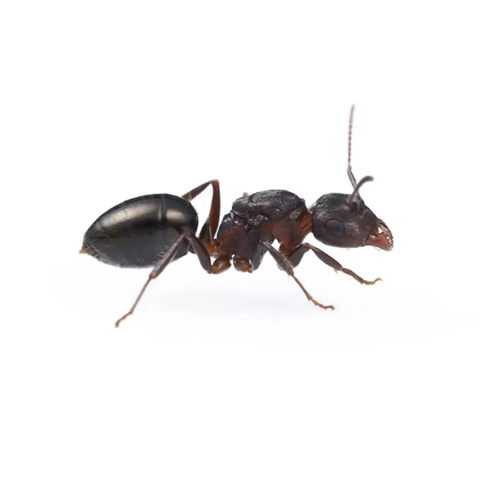 Ant specimen photographed on a white background