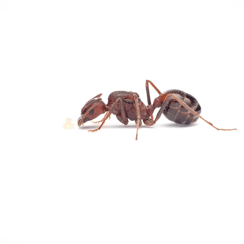 Novomessor albisetosus ants photographed on a white background
