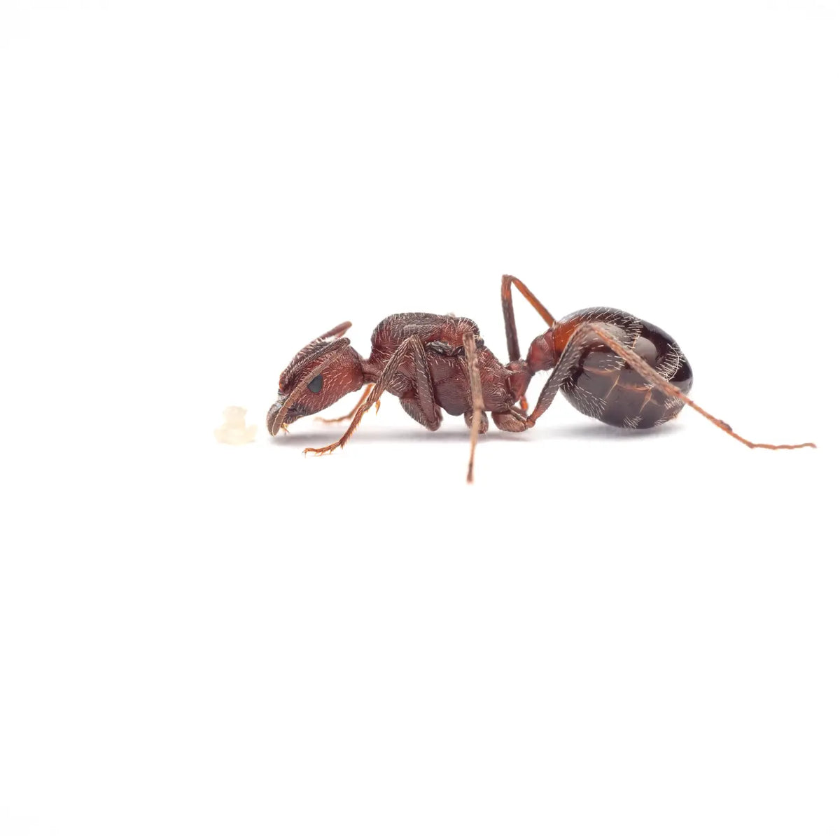 Novomessor albisetosus ants photographed on a white background