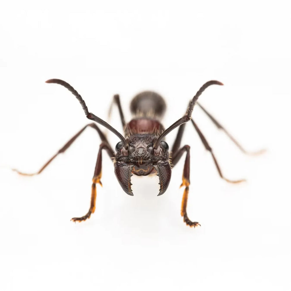 Paraponera ants photographed on a white background