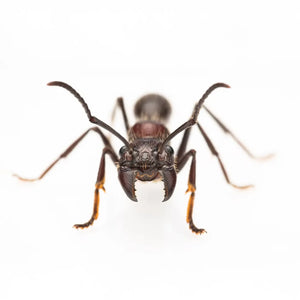 Paraponera ants photographed on a white background