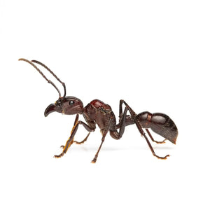 Paraponera ants photographed on a white background
