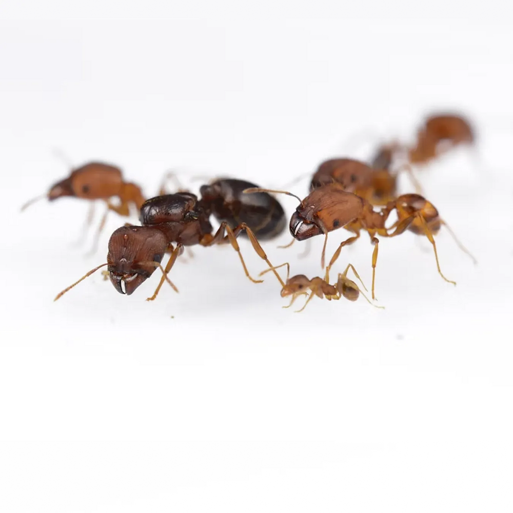 Pheidole ants photographed on a white background