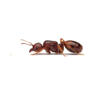 Pheidole obtusospinosa ants photographed on a white background