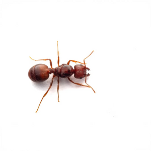 Pheidole obtusospinosa ants photographed on a white background