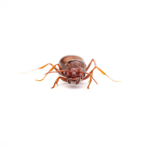 Pheidole obtusospinosa ants photographed on a white background