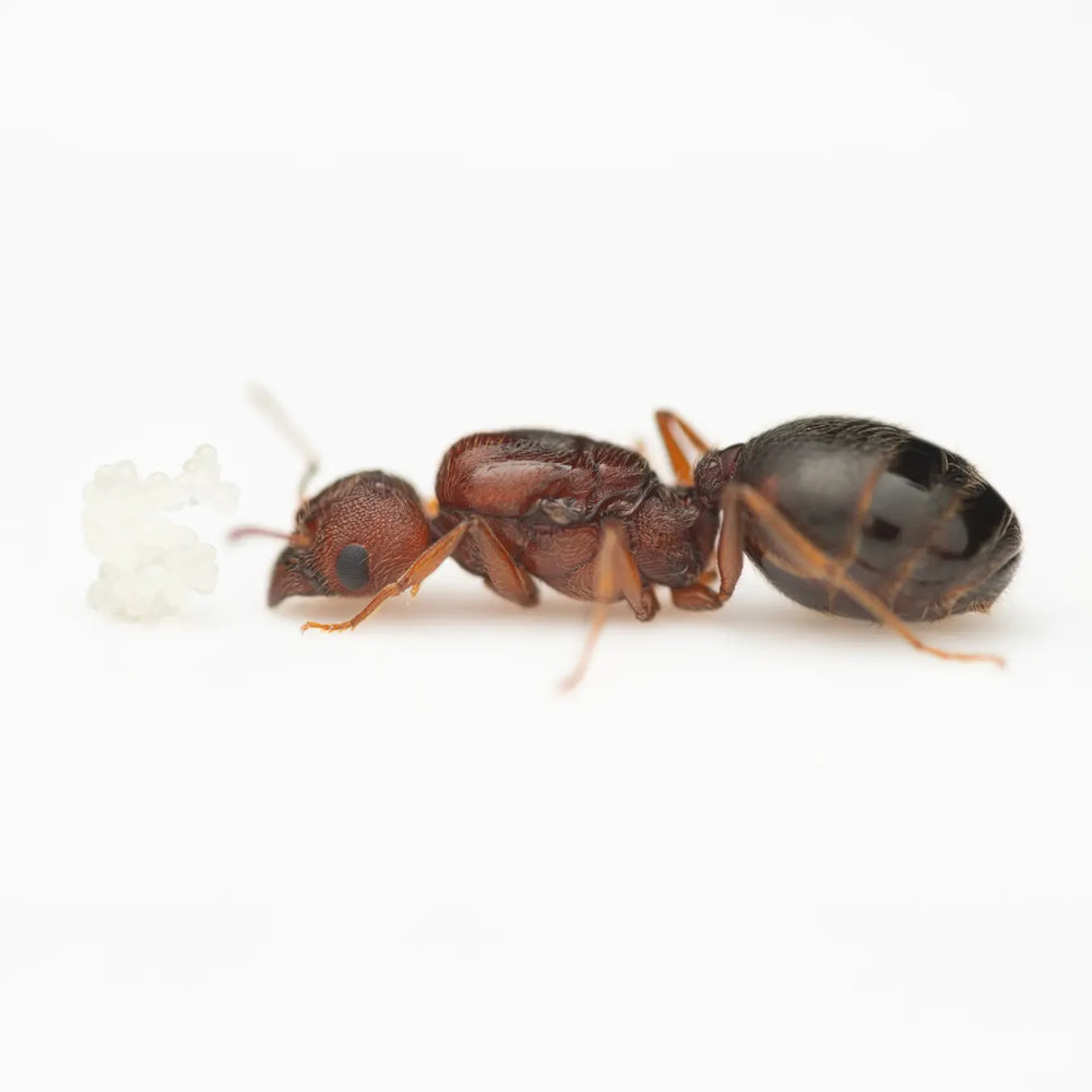 Pheidole megacephala ants photographed on a white background