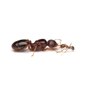 Pheidole megacephala ants photographed on a white background