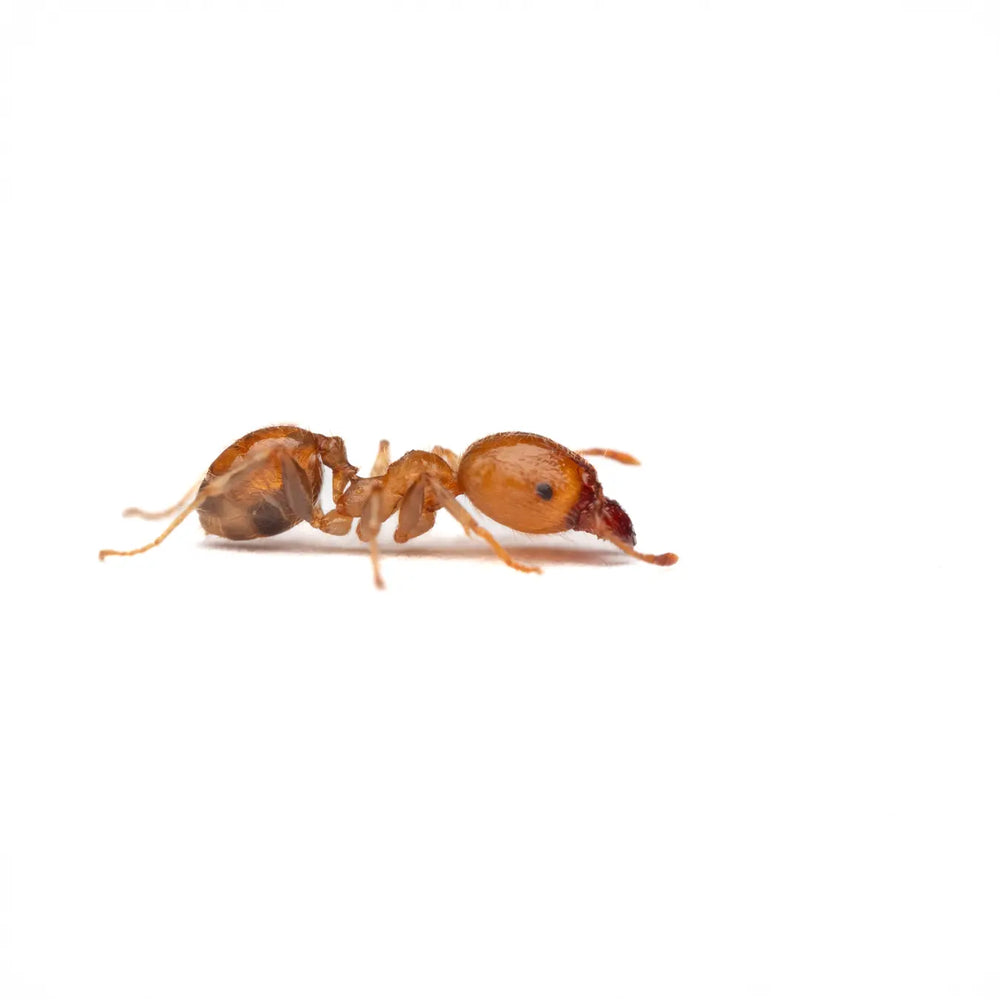 Pheidole megacephala ants photographed on a white background