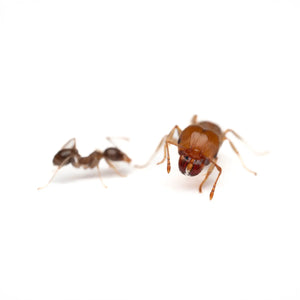 Pheidole megacephala ants photographed on a white background
