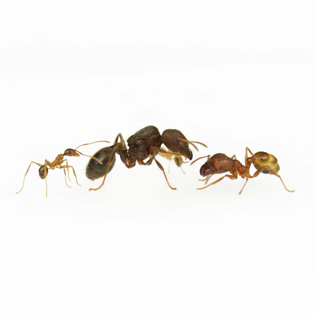 Pheidole noda ants photographed on a white background