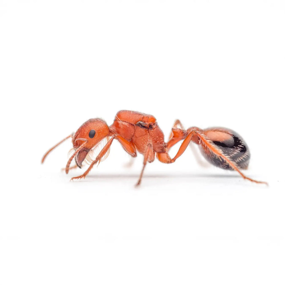 Pogonomyrmex californicus ants photographed on a white background