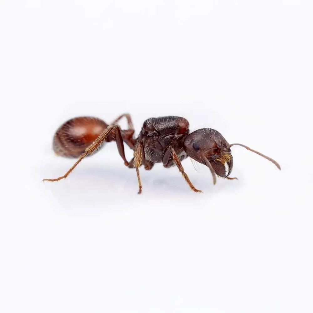 Pogonomyrmex rugosus ants photographed on a white background