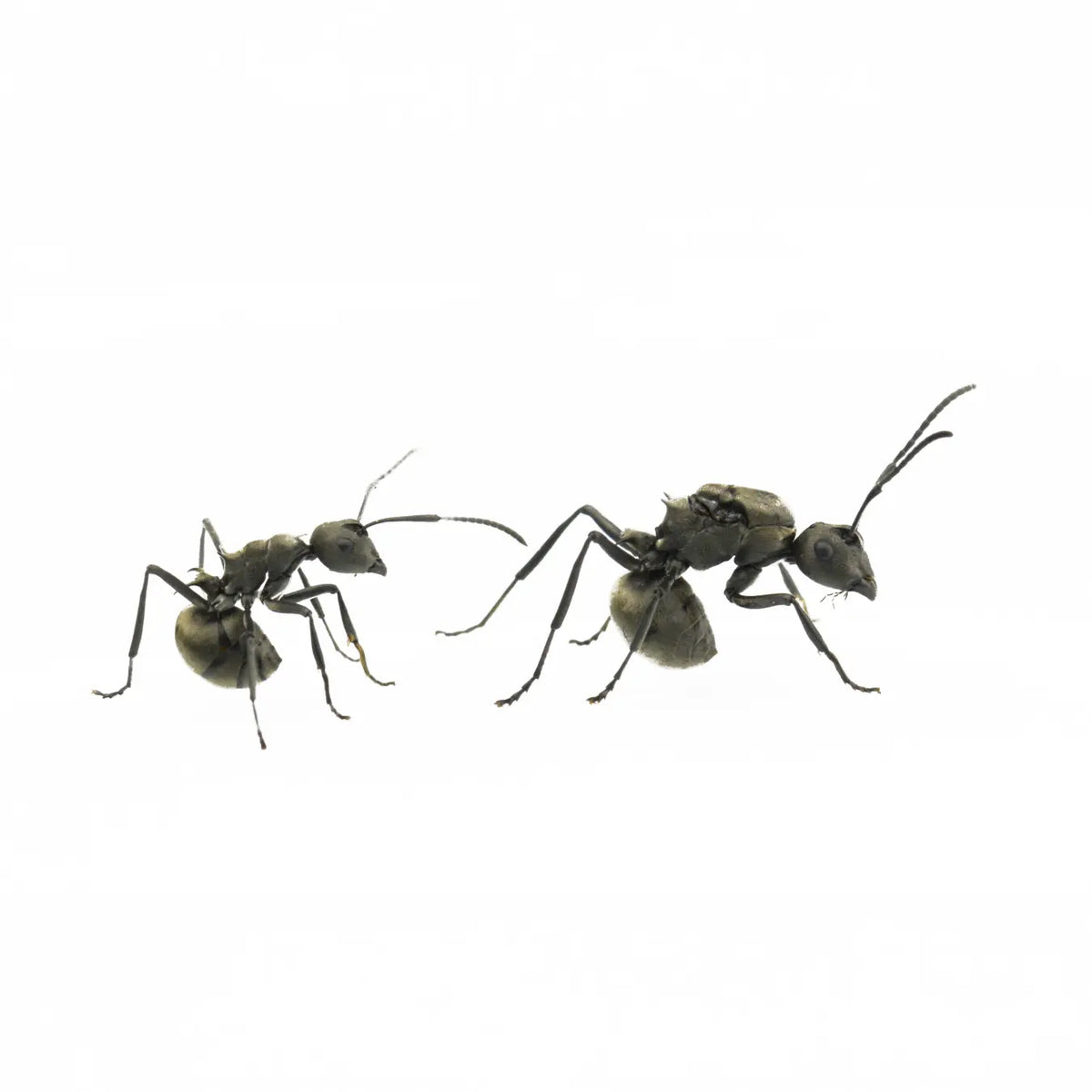 Polyrhachis dives ants photographed on a white background