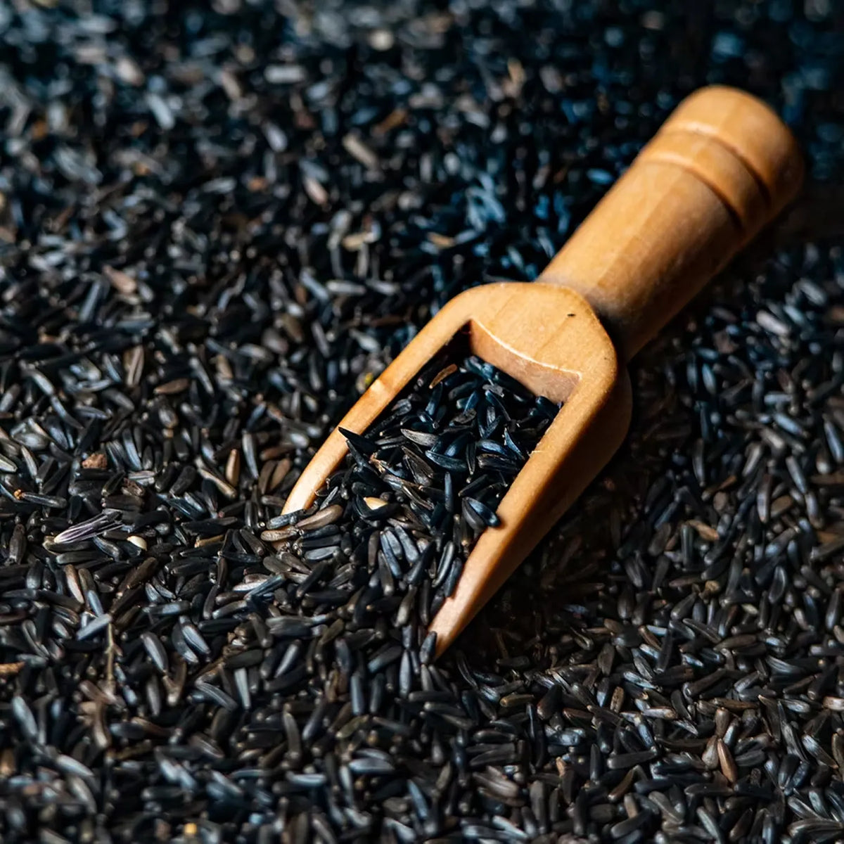 Power ant seed mix in a labelled jar and loose seeds