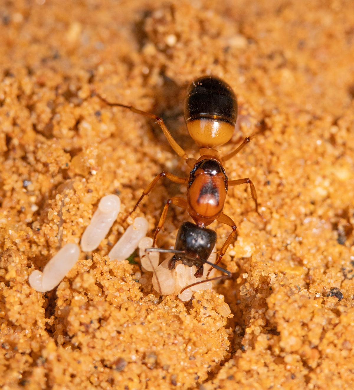 Close-up of ants beside white brood on sandy substrate