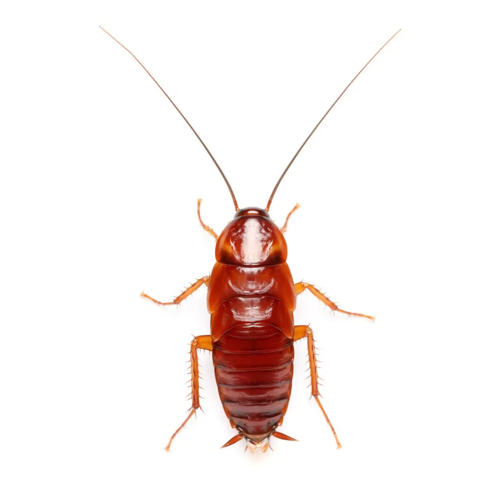 Live red feeder roaches in a labelled Ants HQ tub