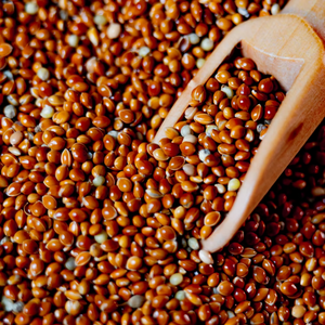 Red millet seed mix for ants in a jar or refill tube