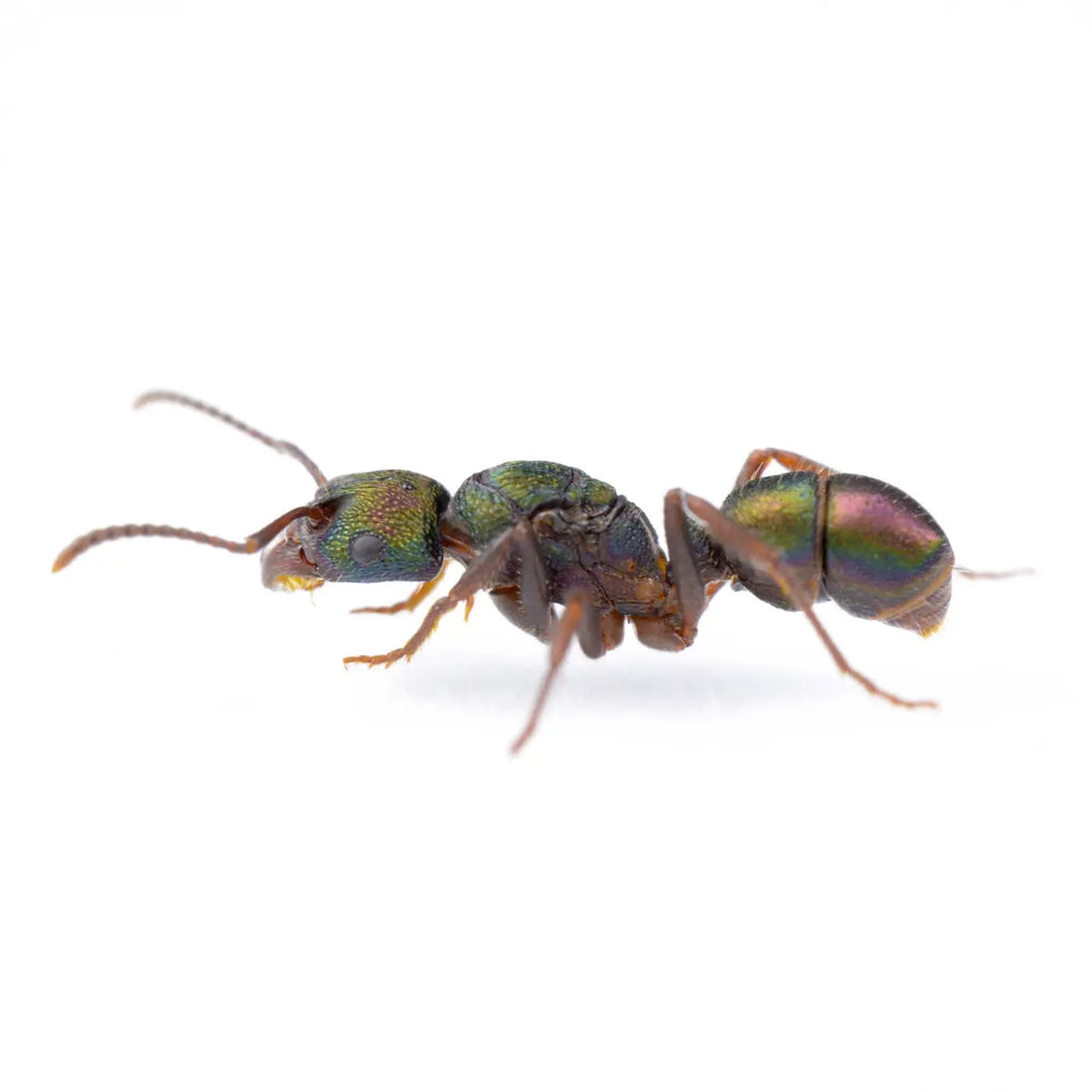 Rhytidoponera metallica ants photographed on a white background