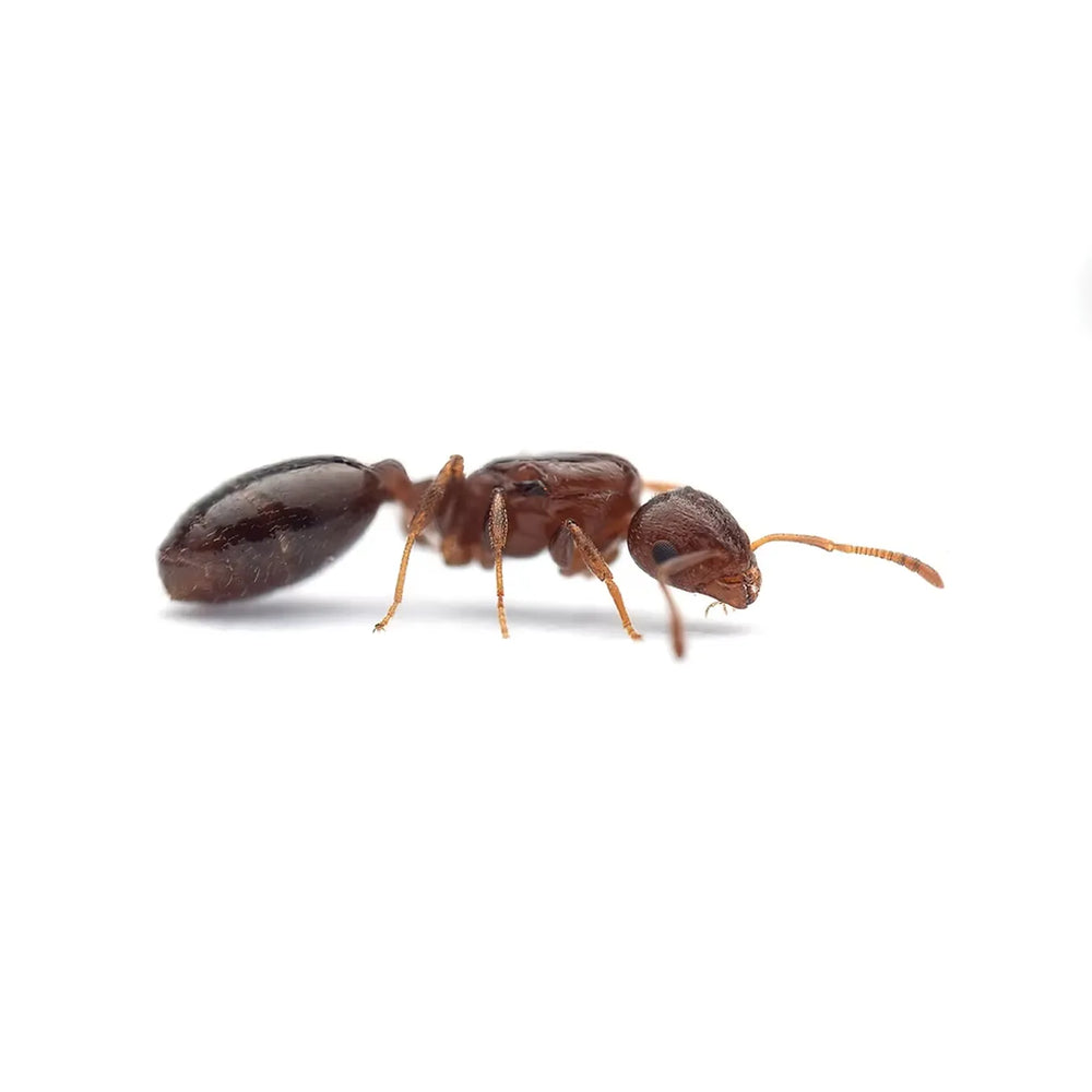 Temnothorax angustulus ants photographed on a white background