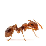 ANTS