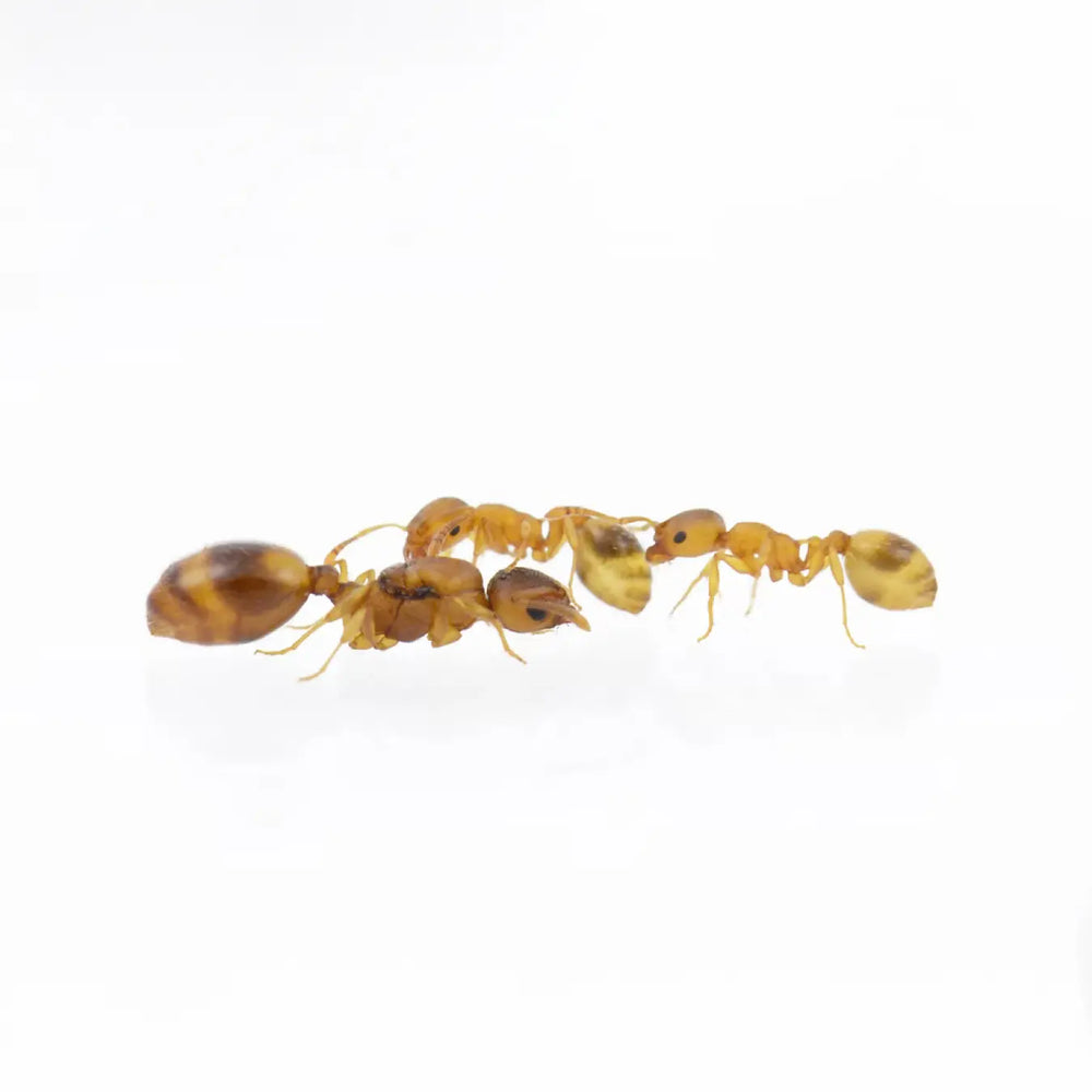 Temnothorax crassispinus ants photographed on a white background