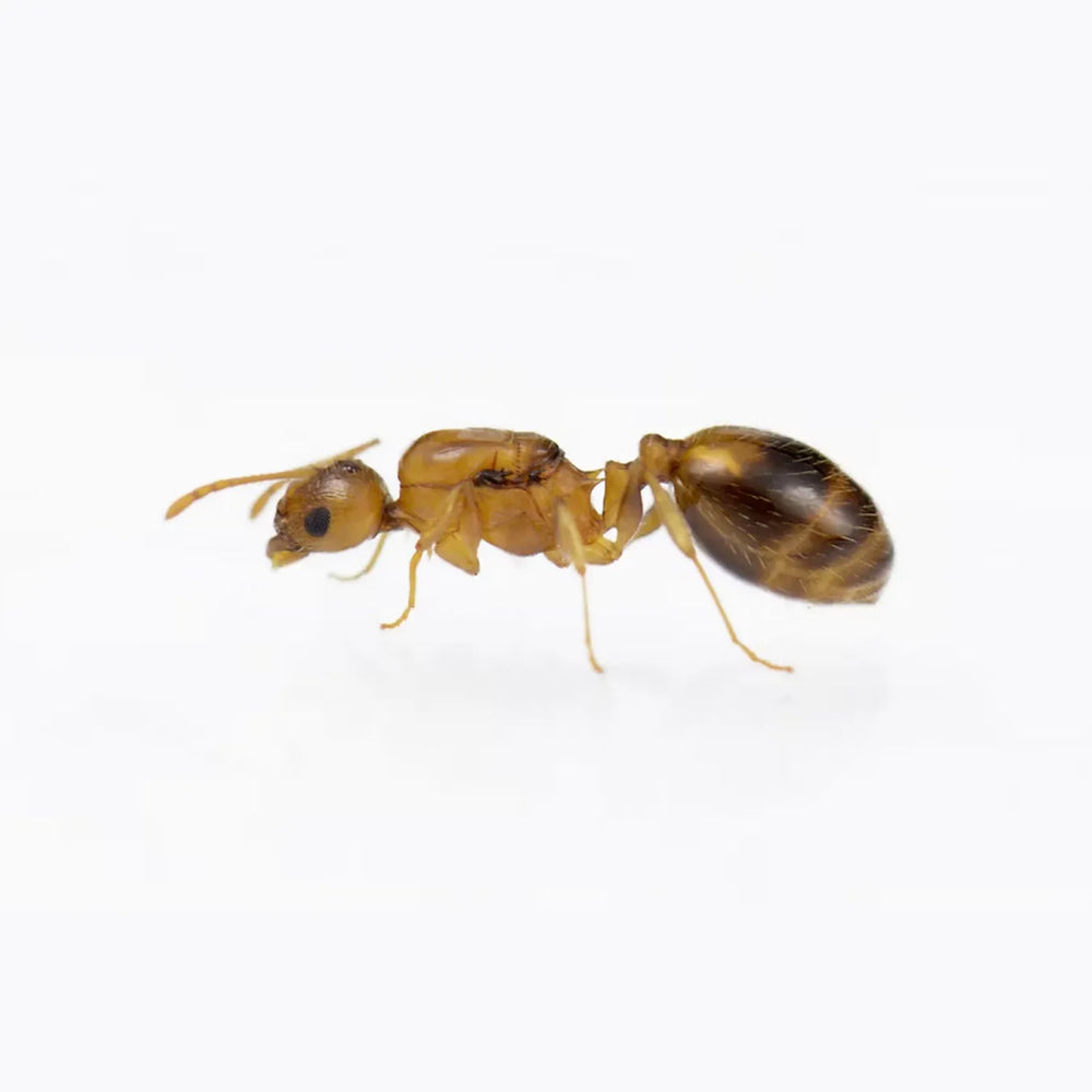 Temnothorax recedens ants photographed on a white background