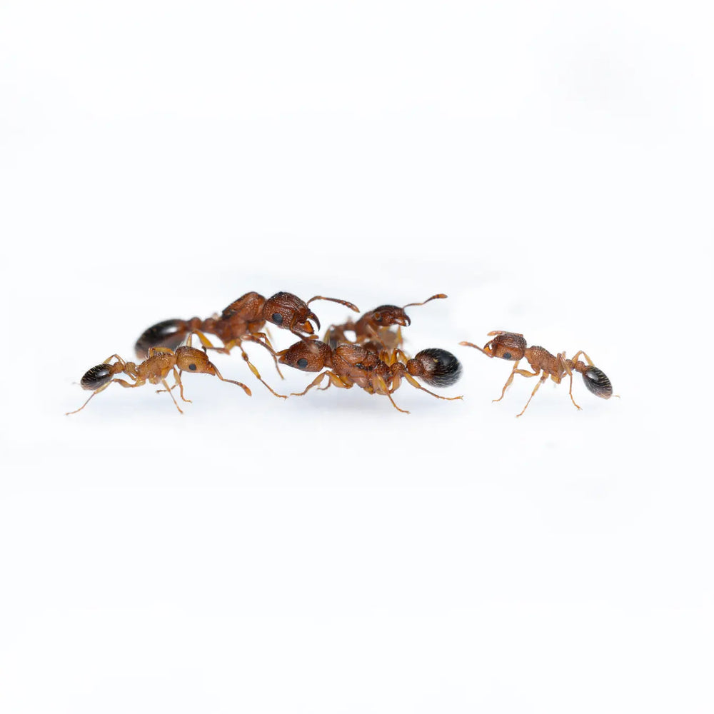 Tetramorium bicarinatum ants photographed on a white background
