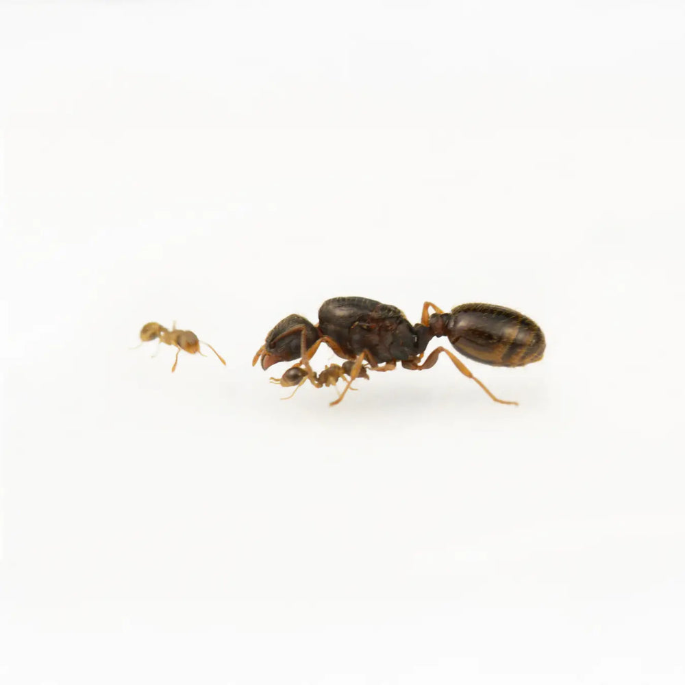 Tetramorium caespitum ants photographed on a white background
