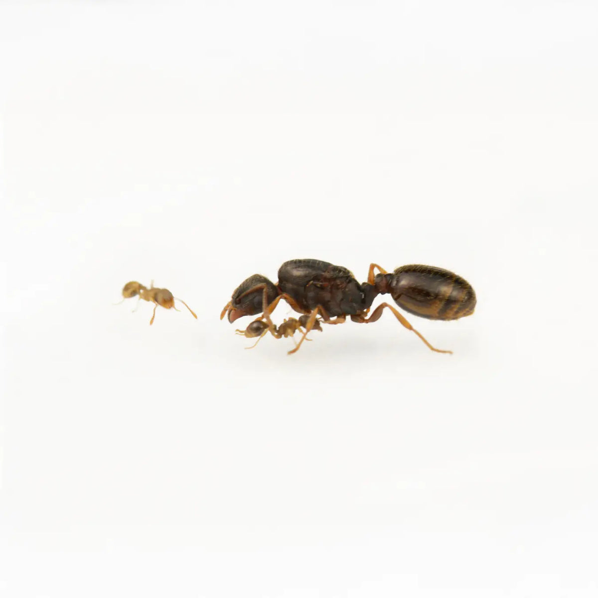 Tetramorium caespitum ants photographed on a white background