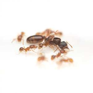 Tetramorium semilaeve ants photographed on a white background