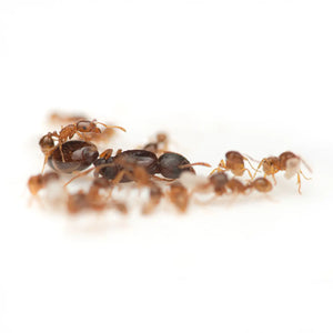 Tetramorium semilaeve ants photographed on a white background