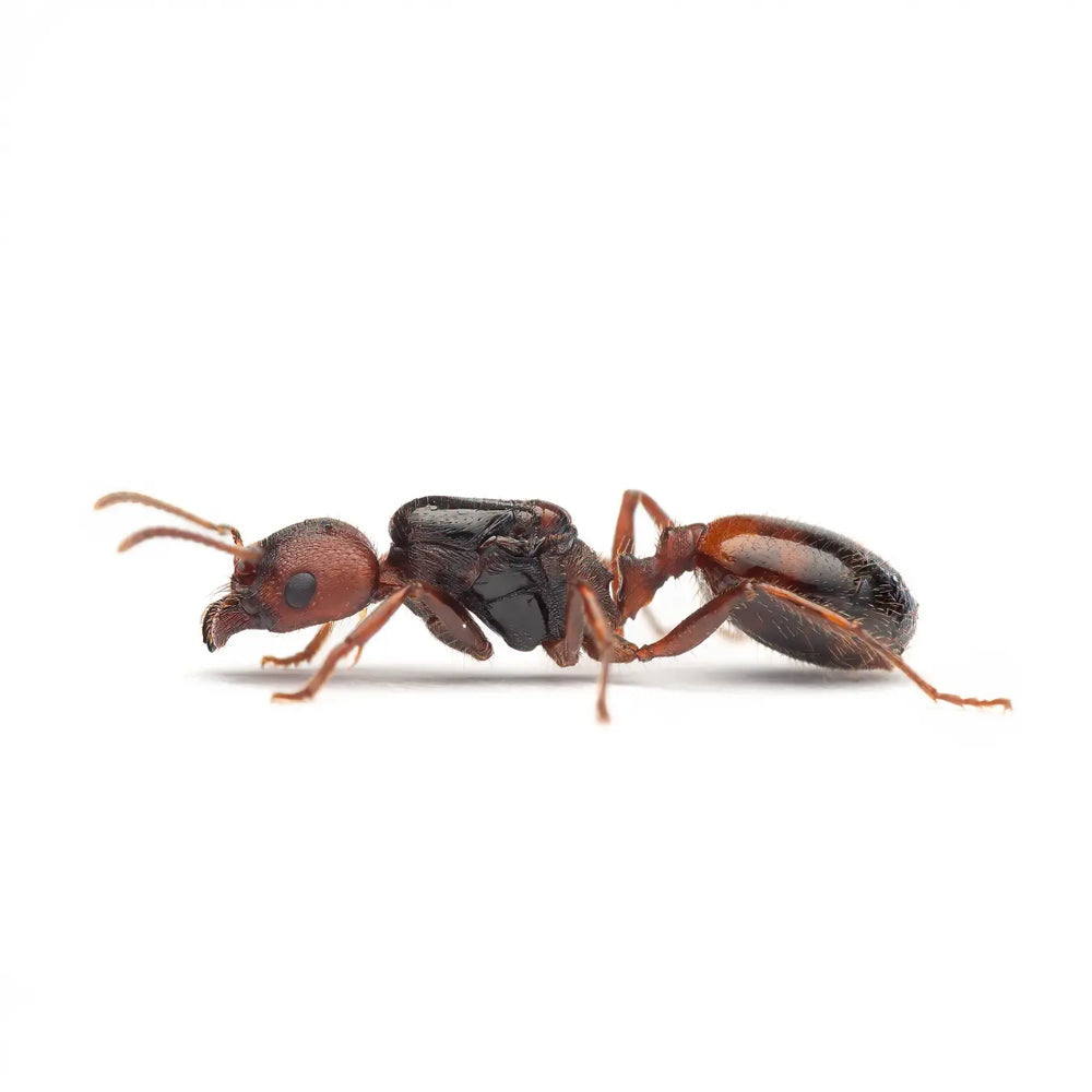 Veromessor stoaddardi ants photographed on a white background