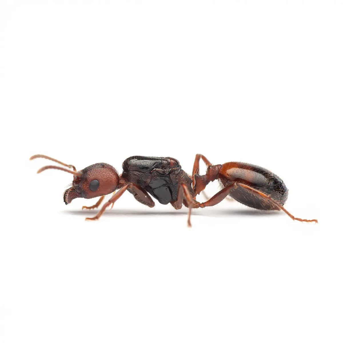 Veromessor stoaddardi ants photographed on a white background