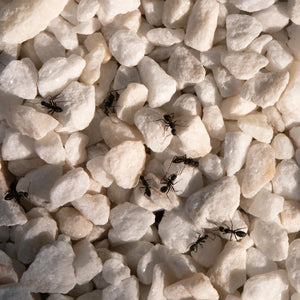 White gravel substrate for ant habitats