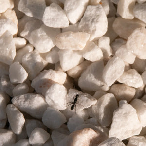 White gravel substrate for ant habitats