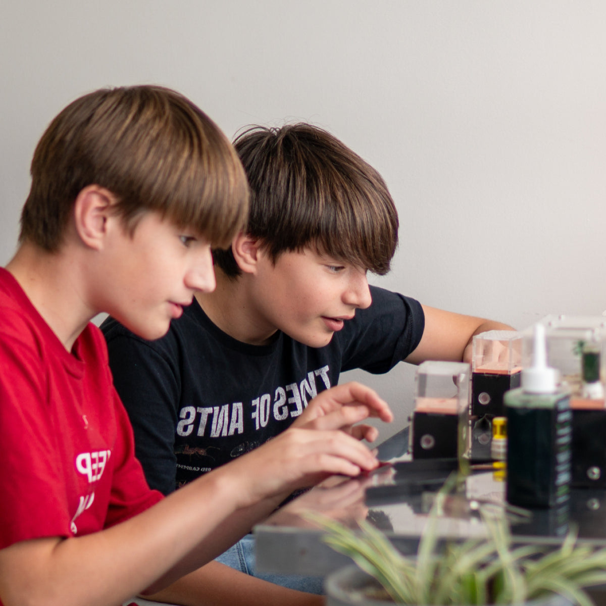 Children examining an ant habitat during a workshop