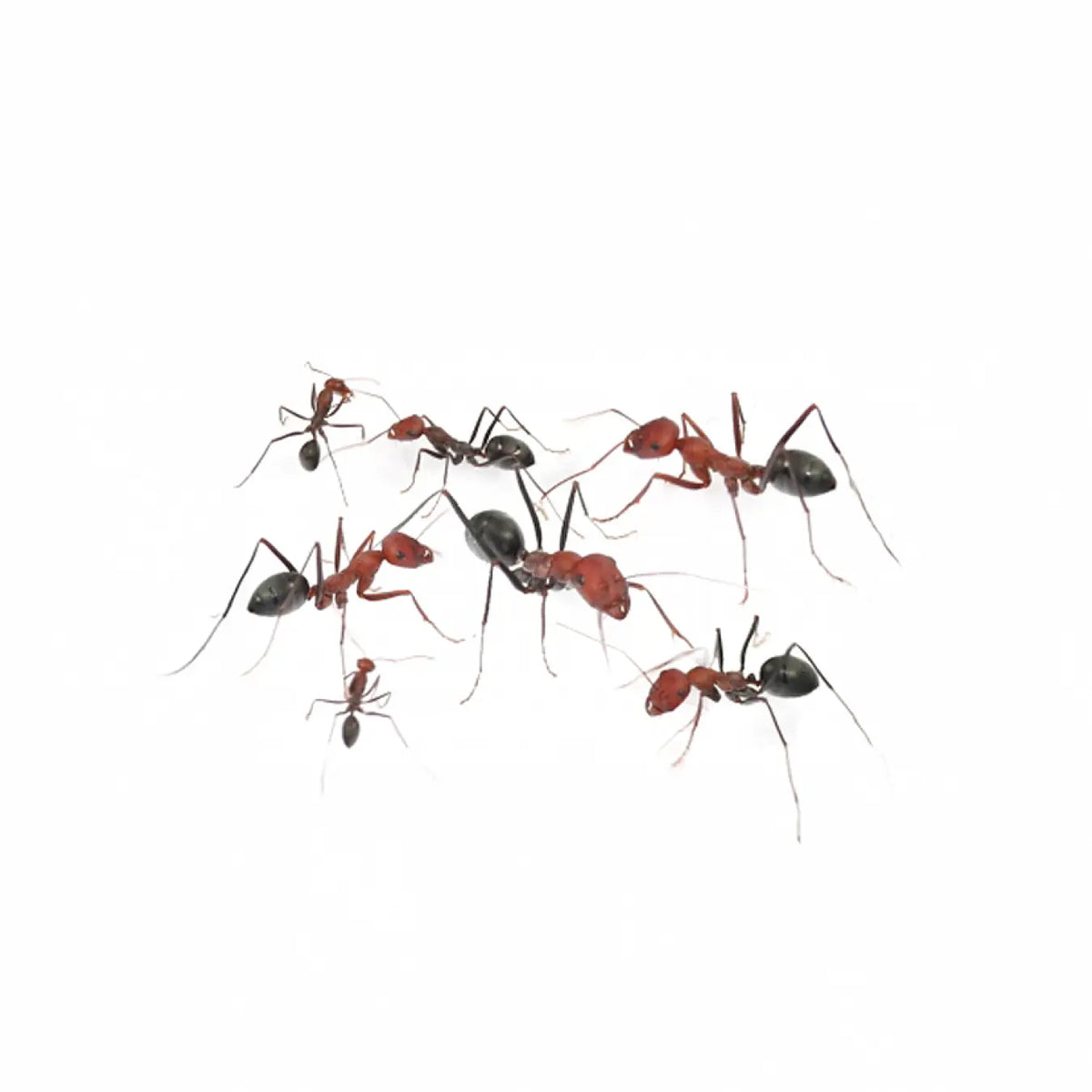 Ant specimen ants photographed on a white background