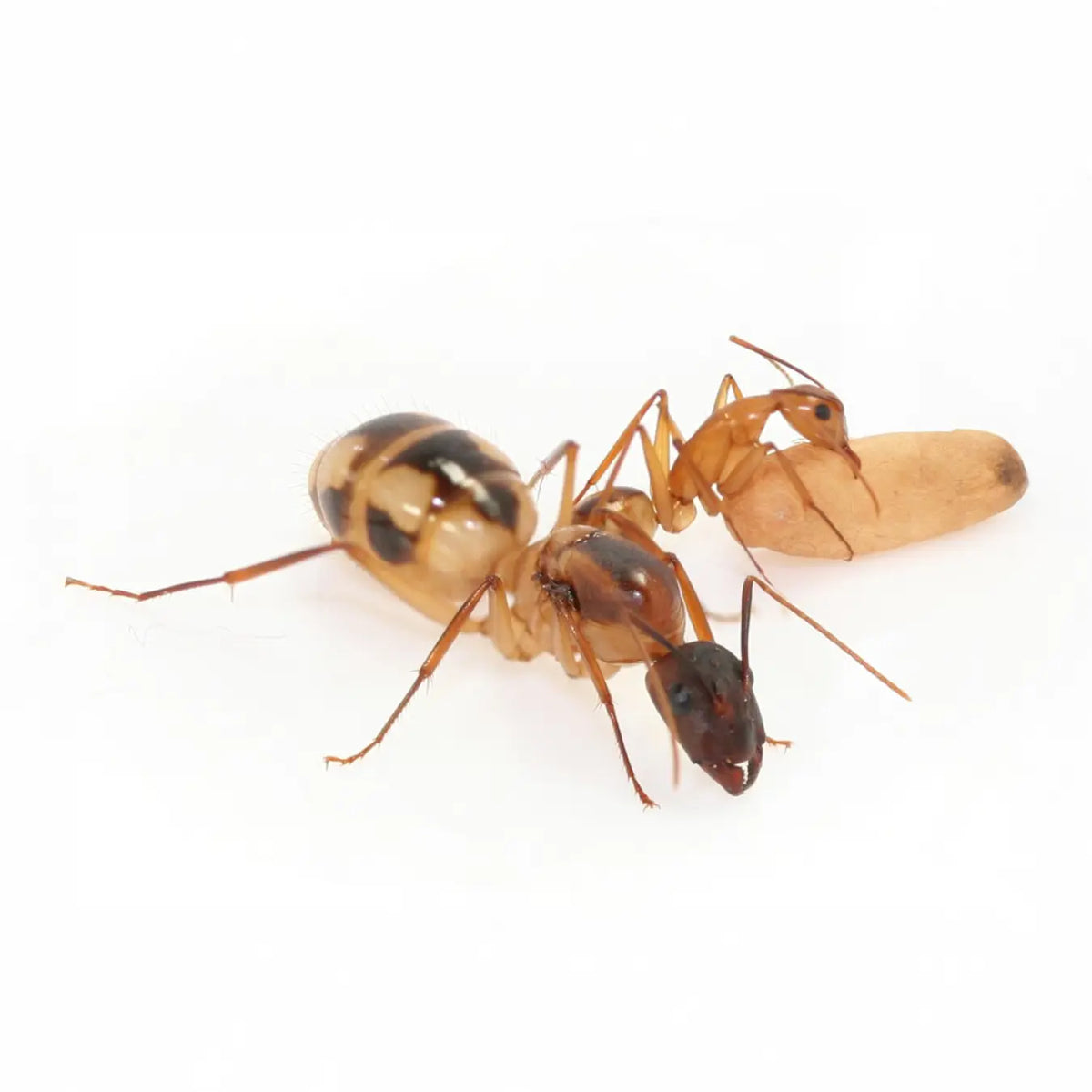 Camponotus ants photographed on a white background