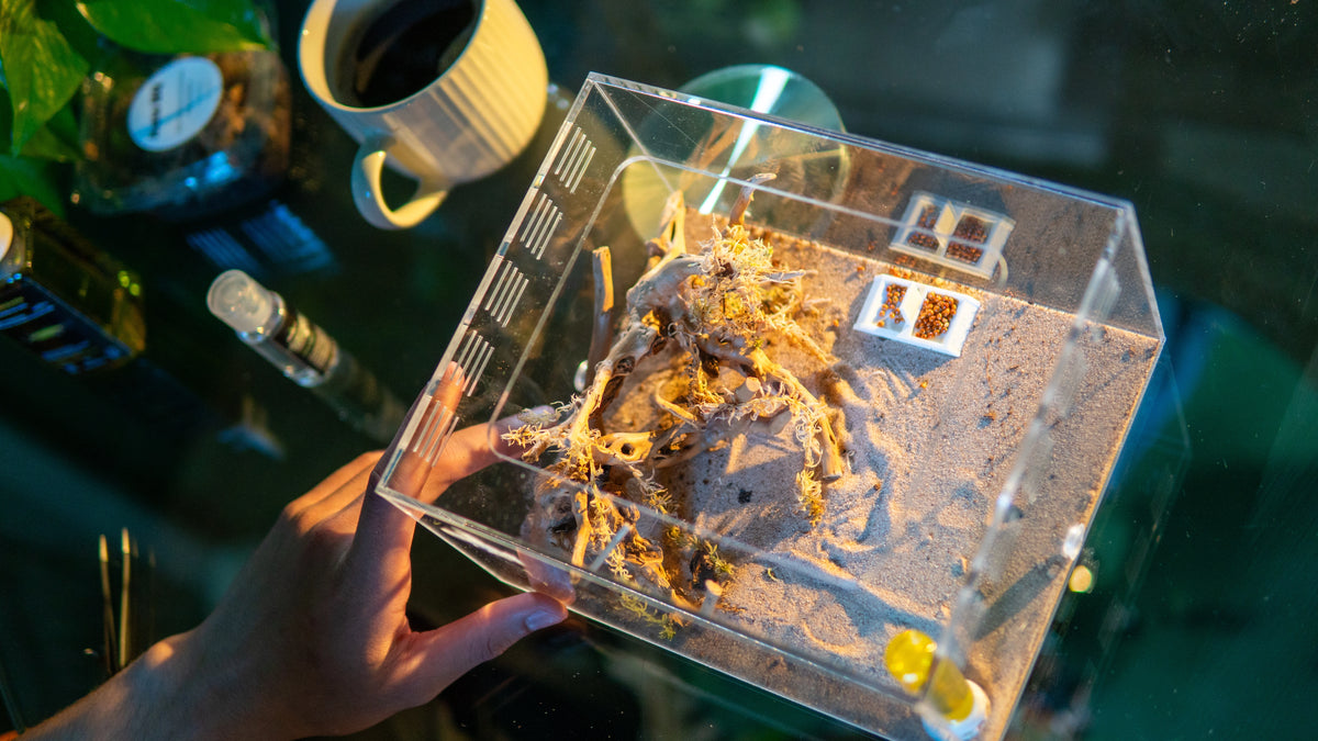 Person arranging an ant habitat in a home cabinet