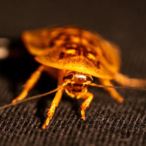 Close-up of live Dubia roaches