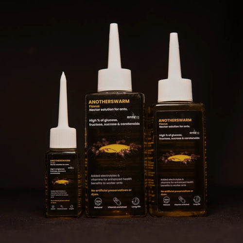 Lasius flavus nectar food for ants in a bottle
