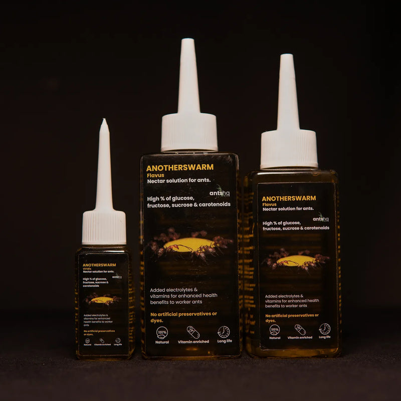 Lasius flavus nectar food for ants in a bottle
