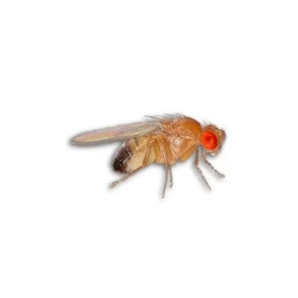 Flightless fruit fly for feeding insectivorous ants