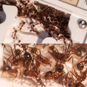 FormiLAB medium ant nest with red acrylic nesting chambers