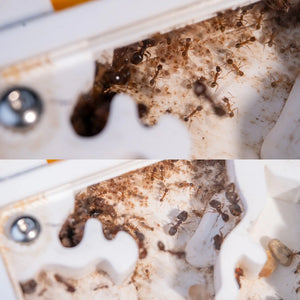 FormiLAB small ant nest shown with ants in its chambers