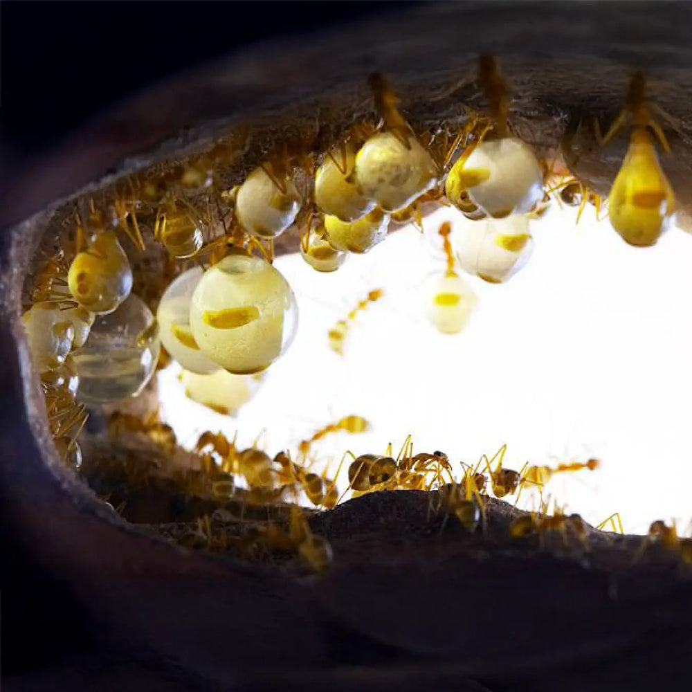 Honeypot ants ants and swollen workers in a colony